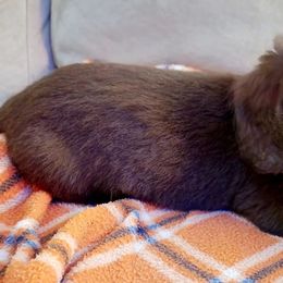 Dachshunds from Tx Doxie Momma