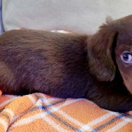Dachshunds from Tx Doxie Momma
