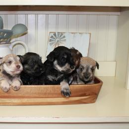 Miniature Schnauzer Puppies from Schnauzers on Robinson Lane
