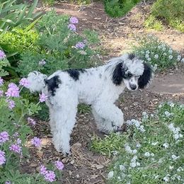 Stevie - Poodle