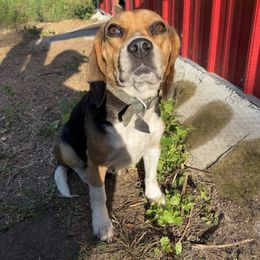 Crystal - Beagle