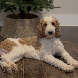 Atlas - Goldendoodle