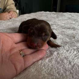 Champagne - Chocolate and tan female Dachshund puppy in Live Oak, Florida from Johnson’s Weiner Farm
