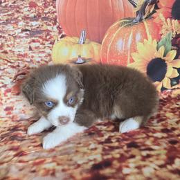 Cinnamon - Red tri-color male Australian Shepherd puppy in Lakeland, Florida from Diamond P Australian Shepherds