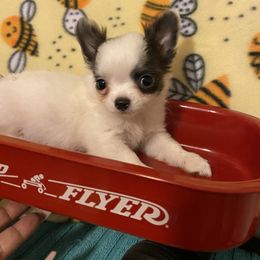 Nick - Blue and white male Chihuahua puppy in Red Bluff, California from Aye Chihuahua