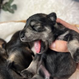 Miniature Schnauzer Puppies from Mt. View's Pretty Little Schnauzers