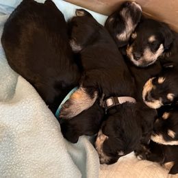 Miniature Schnauzer Puppies from Tiffany Bailey