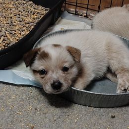 Foil - Red speckled male Australian Cattle Dog puppy in Rogue River, Oregon from FullMoon Cattle Dogs