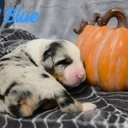 Boy 4 - Blue merle male Australian Shepherd puppy in Palm Coast, Florida from Calypso Chow Chows and Australian Shepherds