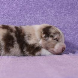 Australian Shepherd Puppies from Starlit Grove Australian Shepherds