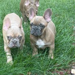 Bluey from OFA'd Parents - Fawn male French Bulldog puppy in Billings, Montana from Yellowstone Frenchies