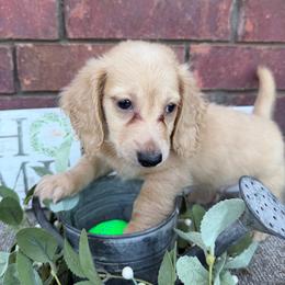 Tig - Cream male Dachshund puppy in Keota, Oklahoma from Skyview Doxie Ranch