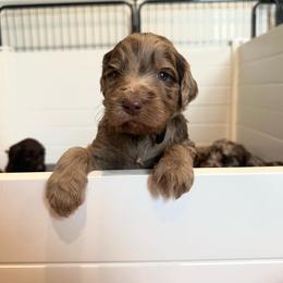 Labradoodle Puppies from Raising Doodles