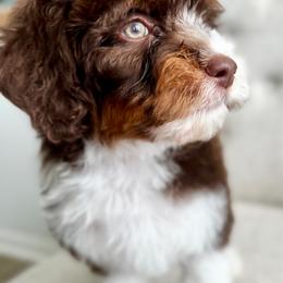Fudge - Tri-color male Bernedoodle puppy in Houston, Texas from Pia’s Doodle Poodle Wag