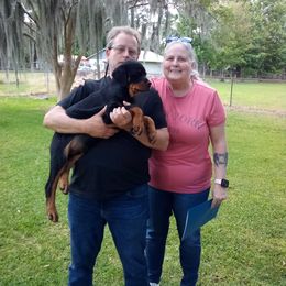 Rottweiler Puppies from Vom Jobaer Rottweilers