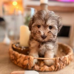 Benji - Wheaten male Miniature Schnauzer puppy in Orange City, Florida from Xaysha’s Miniature Schnauzers
