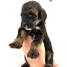 Bernedoodle Puppies from Triple W Doodles