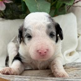 Donnie - Merle male Sheepadoodle puppy in Willacoochee, Georgia from Kitandkboodle's Doodles