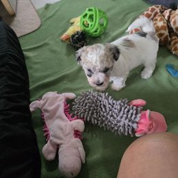Boy 2 - White and buff male Bichon Frise puppy in Selma, North Carolina from Havenkennels