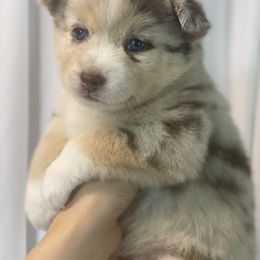 Pomsky Puppies from Majestic Pomsky