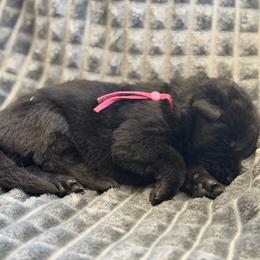 Fission - Black female German Shepherd puppy in Medical Lake, Washington from Nine Realms German Shepherds