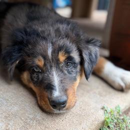 Joelene - Blue merle female Australian Shepherd puppy in Roff, Oklahoma from Circle J Aussies