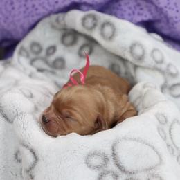 Cavapoo and Saint Bernard Puppies from Horseshoe Drive Kennel