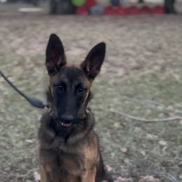 Astra- female semi trained 6 months old - Red sable female Belgian Malinois puppy in Dallas, Texas from OreVis Malinois