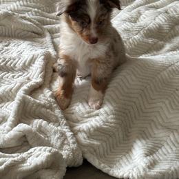 Boy - Red merle male Miniature Australian Shepherd puppy in Hesperia, California from Ruby’s Reds Mini Aussies