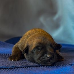 Belgian Malinois Puppies from Fromage Malinois