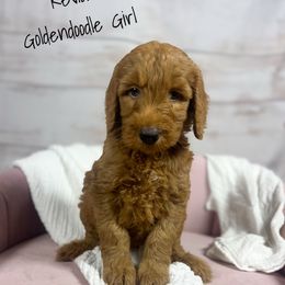 Revlon - Red  female Goldendoodle puppy in Grove, Oklahoma from Guinn Family Farms