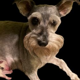 Zoey - Miniature Schnauzer