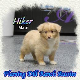 Hiker - Red merle male Toy Australian Shepherd puppy in Forestburg, Texas from Flaming Dill Ranch Aussies