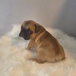 Micky - Fawn male French Bulldog puppy in Solway, Minnesota from PcFrenchies