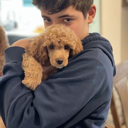 Poodle Puppies from Grandy’s Pretty Poodles