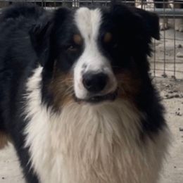 Gordy - Australian Shepherd