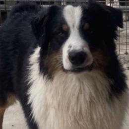 Gordy - Australian Shepherd