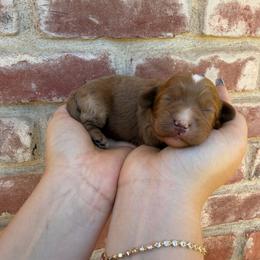 Boy 3 - Red male Cavapoo puppy in Roseville, California from Lipscomb Doodles