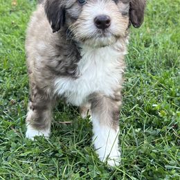 Aussiedoodle Puppies from A Dose Of Doodle