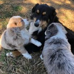 Australian Shepherd Puppies from Wigglin K Aussies