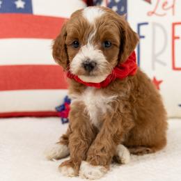 Cavapoos, Cockapoos, Maltipoos, and Poodles from My Doodle Puppy