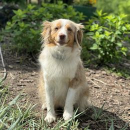 Blaise - Miniature Australian Shepherd