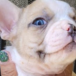 French Bulldogs from BTravelinFrenchies
