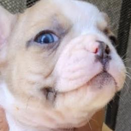French Bulldogs from BTravelinFrenchies