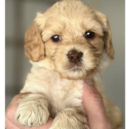 Margo - Caramel ice female Australian Labradoodle puppy in Gladstone, Oregon from Beaver State Labradoodles