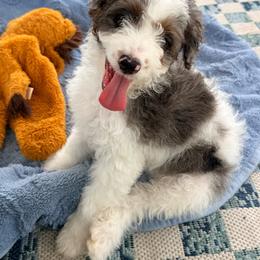 Cooper - Blue merle male Bernedoodle puppy in Cocoa, Florida from The Beach Doodles