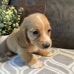 Willie - Red male Dachshund puppy in Ranburne, Alabama from Camdox