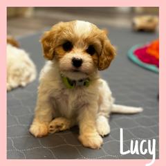 Cavachon Puppies from Designer Mountain Mutts