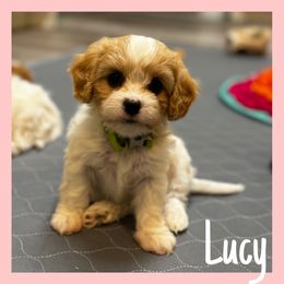 Cavachon Puppies from Designer Mountain Mutts