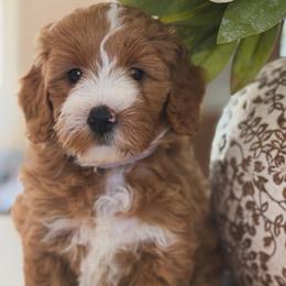 Fancy - Red  female Goldendoodle puppy in Yuciapa, California from AlltheDoodlez_